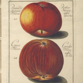   Гравюра с изображением плодов яблони. Иллюстрация из книги «Описание яблонь и яблок»