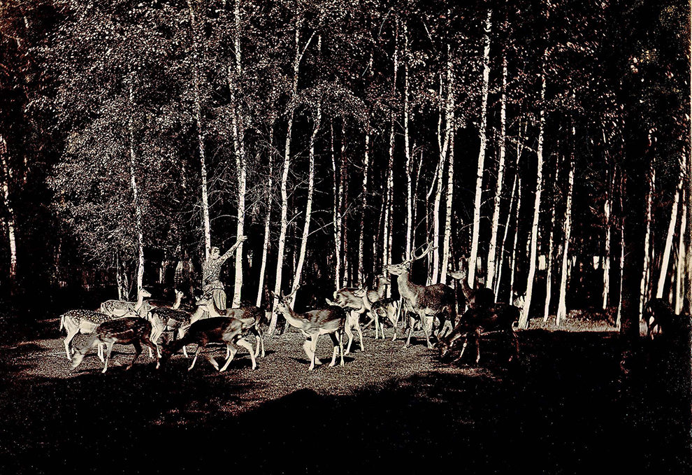 Неизвестный фотограф. Архангельское. Сценка на оленьей ферме, 1890-е