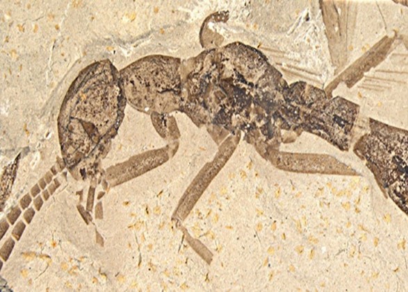 Окаменелый муравей