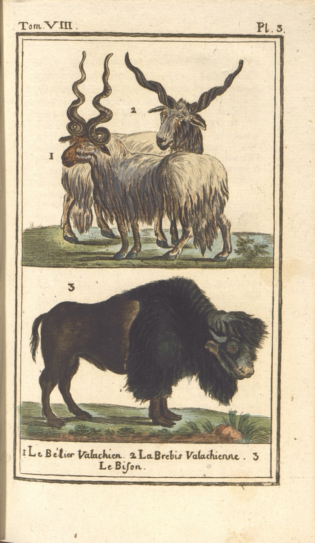 9.    1) Валашский баран.                  2) Валашская овца.                  3) Бизон.