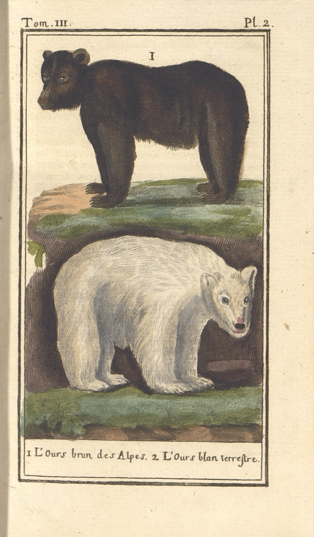 3.	Медведь: 1)	Бурый медведь Альп. 2)	Белый медведь суши.