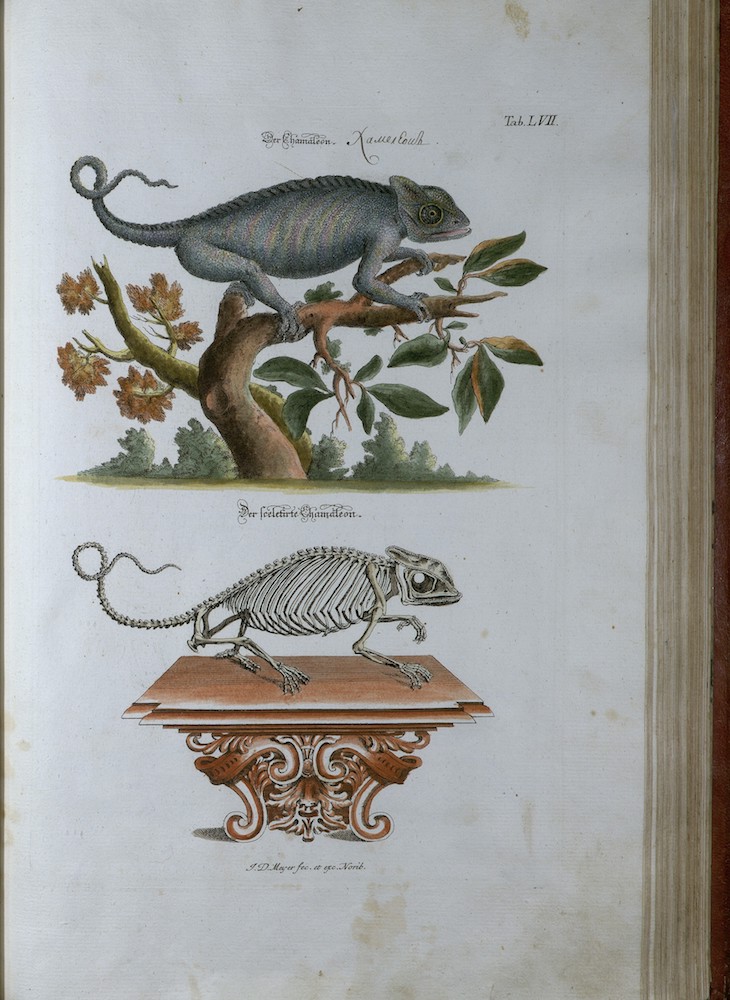 Перед вами копии гравюр из книг Йоганна Даниэля Мейера (1713-1752), изданных в Нюрнберге в1748-1756 годы. На иллюстрациях показаны виды животных и их скелеты, на некоторых из них владельческие пометки в атрибуции животных на русском языке.