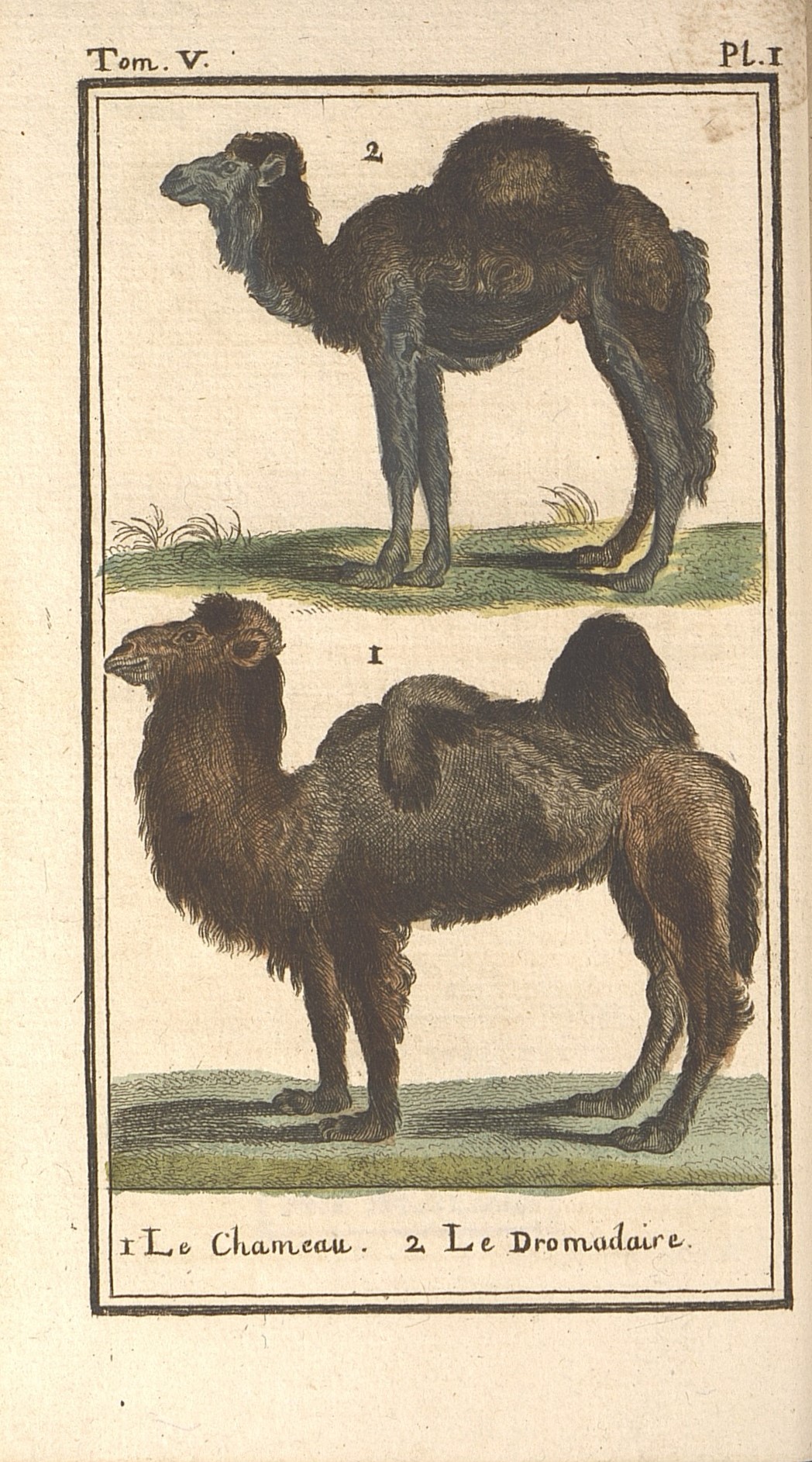 9. 1) Двугорбый верблюд.               2) Одногорбый верблюд.