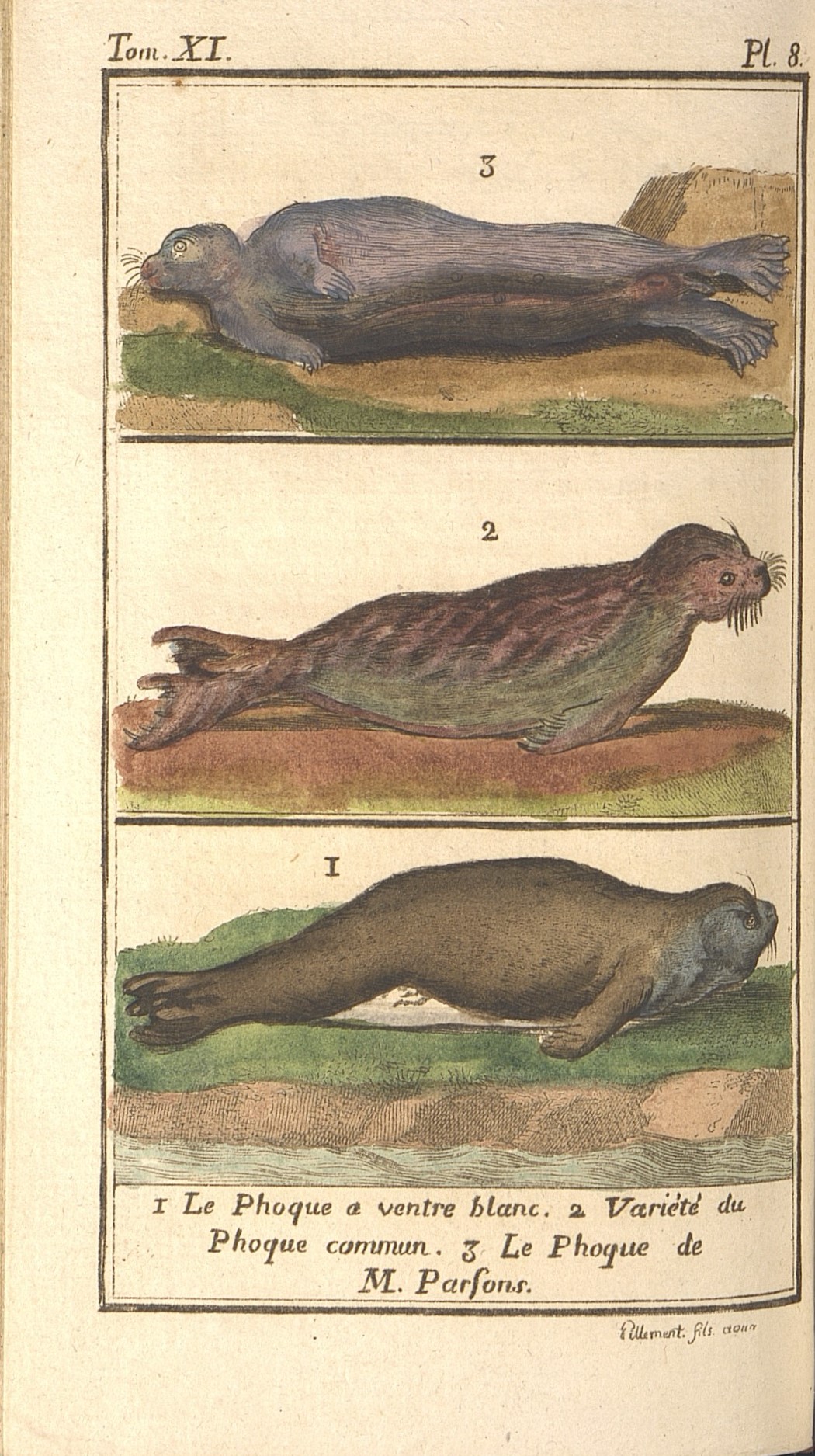 7. 1) Белобрюхий тюлень.              2) Обыкновенный тюлень.              3) Тюлень М. Парсонса.