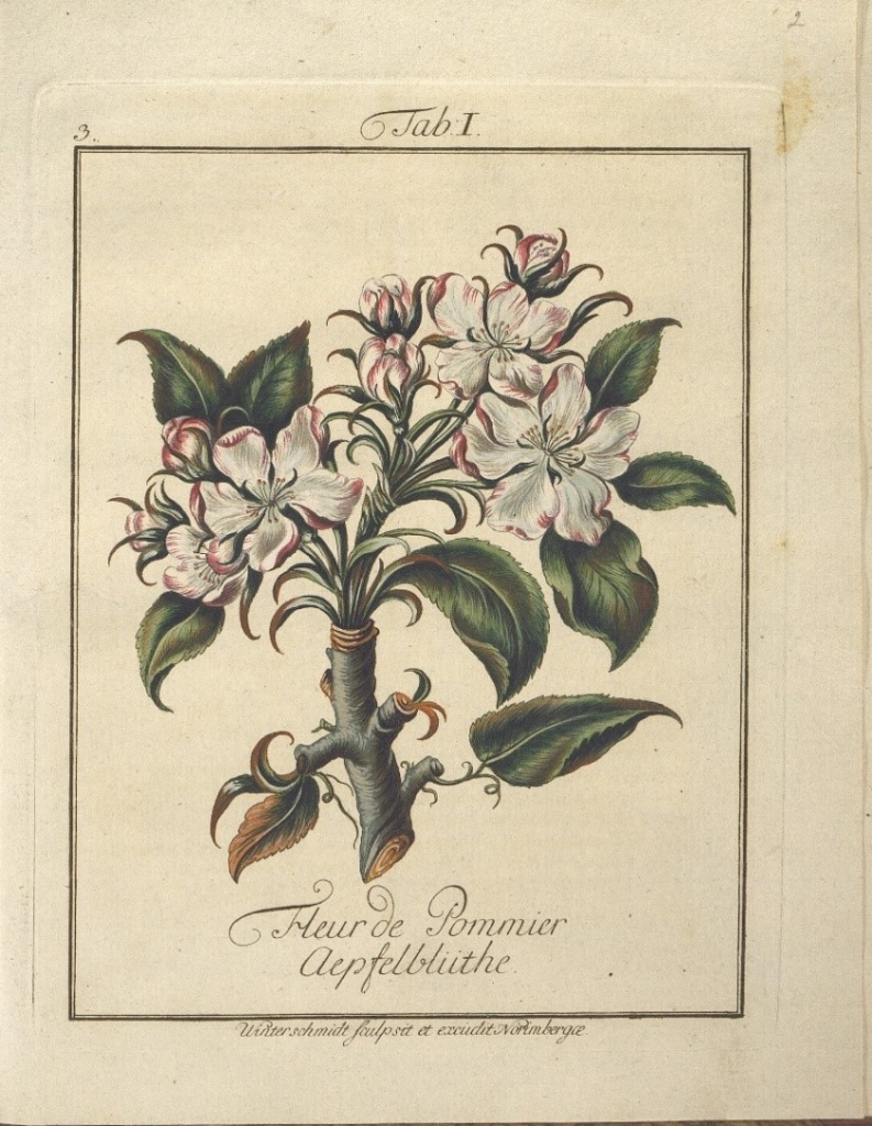 Гравюра с изображением цветков яблони. Иллюстрация из книги «Описание яблонь и яблок»