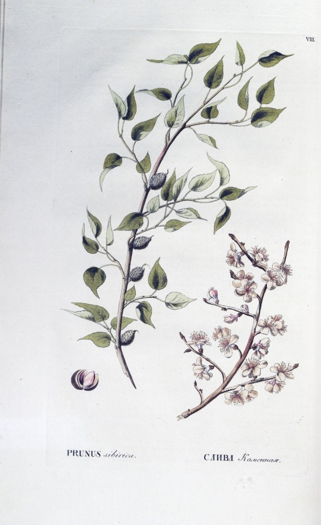 Гравюра с изображением сливы. Иллюстрация из книги П.С. Палласа «Флора России»