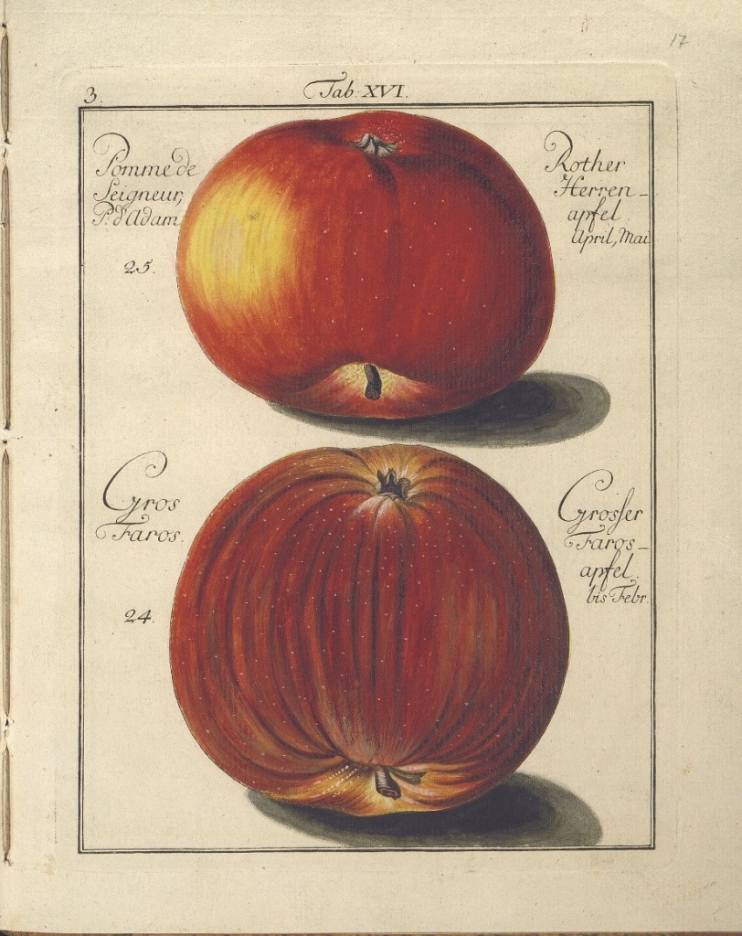 Гравюра с изображением плодов яблони. Иллюстрация из книги «Описание яблонь и яблок»